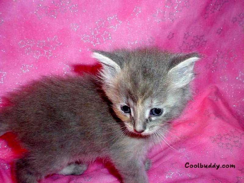 Chats - 085